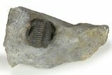 Detailed Hollardops Trilobite - Very Nice Preparation #267337-1